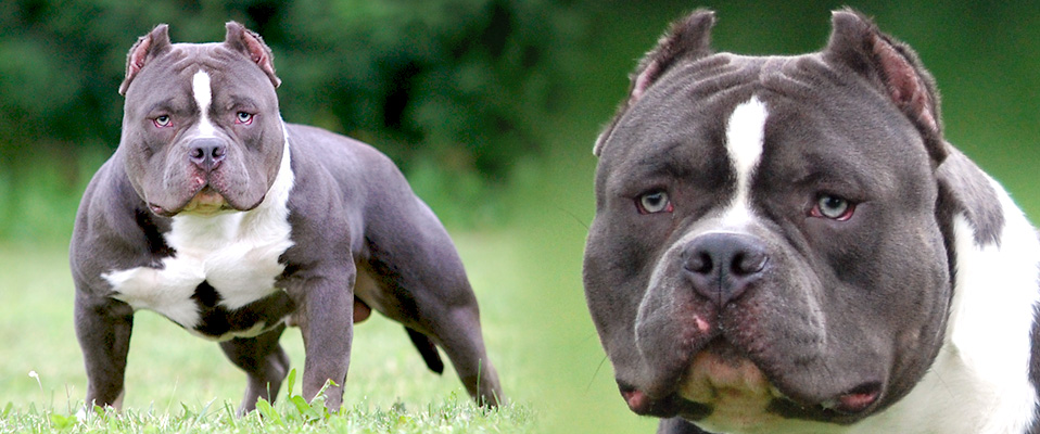 Rare Breed Dogs Shows Olde English Bulldogge Rare Breed Dogs Shows Olde English Bulldogge