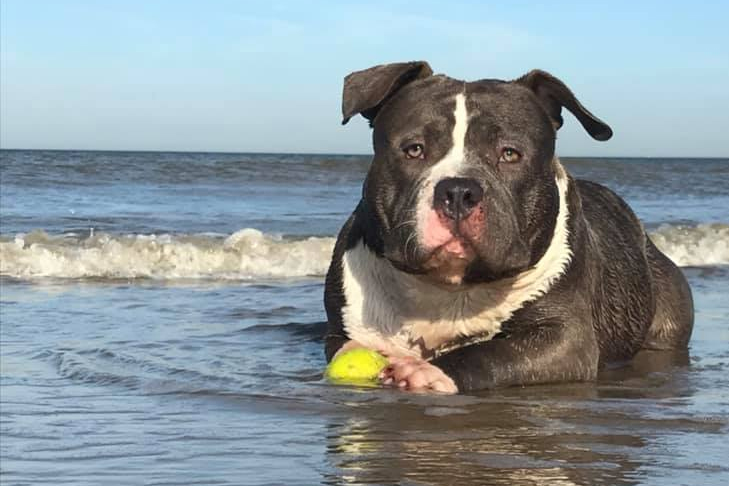 americanbullyswimming