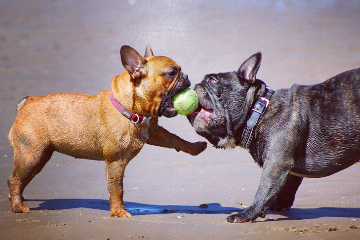 frenchbulldogs_swimming