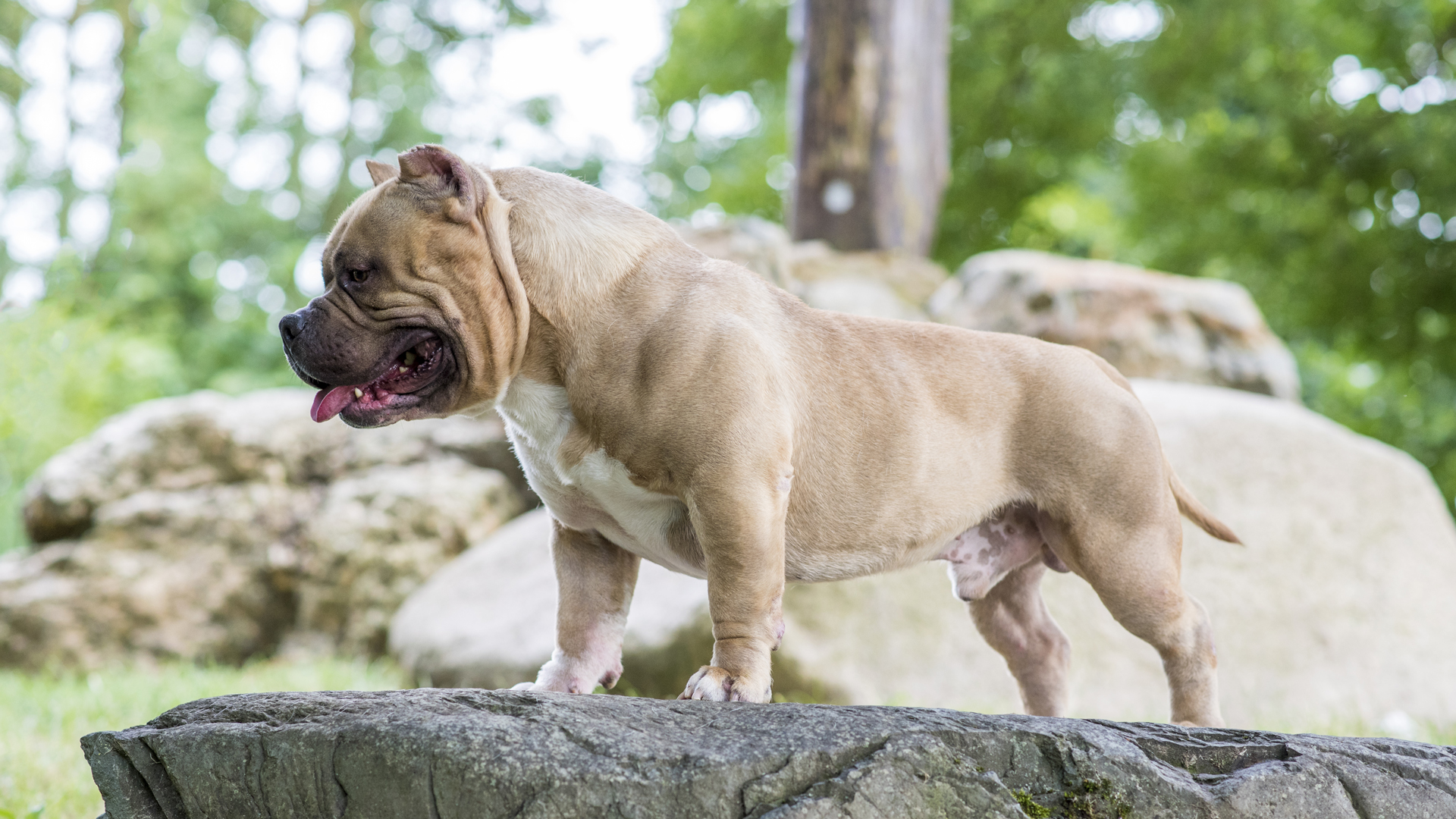 79+ Pocket Bully Kennels