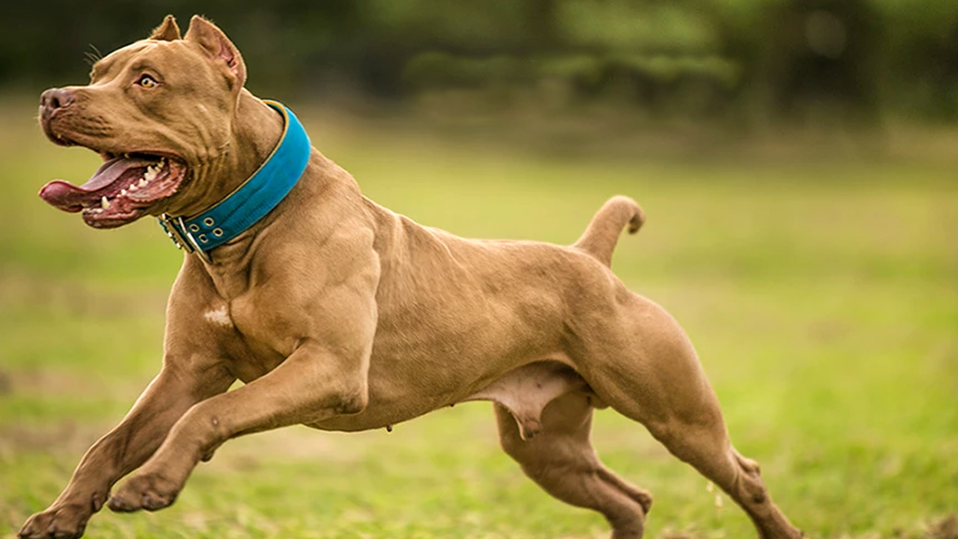 European Bully Kennel Club Ebkc The International Kennel