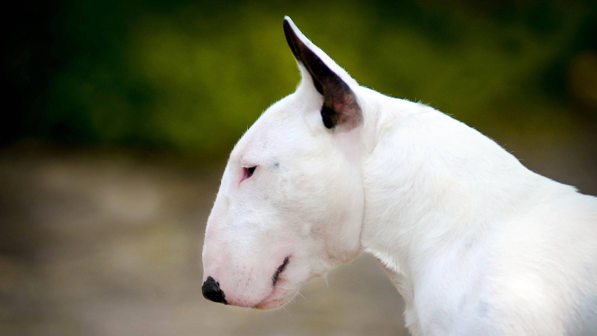 Image result for Bull Terrier